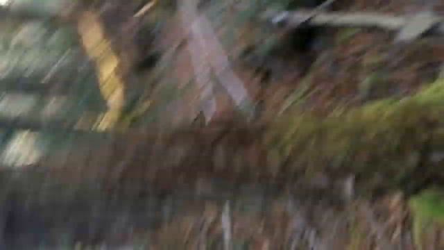 Aokigahara, el "bosque de los suicidas" en Japón. смотреть онлайн