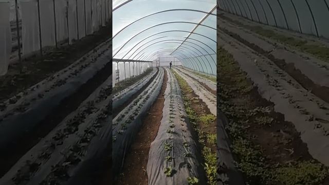 Обработка био фунгициды удобрения смотреть онлайн