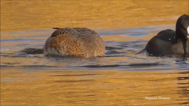 Удивительное сообщество лысух и свиязей. Царское Село. смотреть онлайн