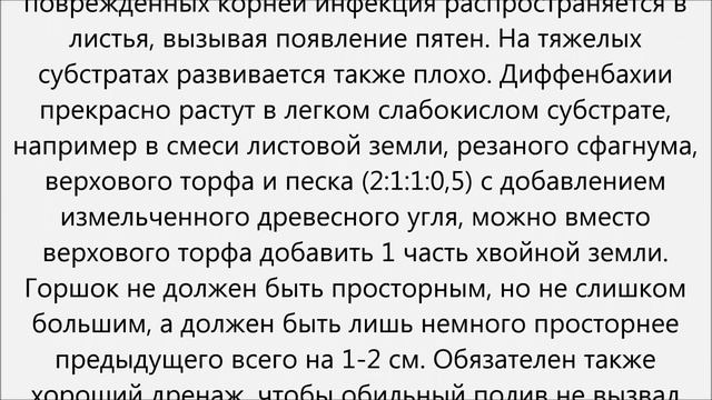 Диффенбахия уход смотреть онлайн