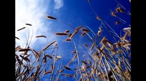 Мне кажется порою, что солдаты   Журавли