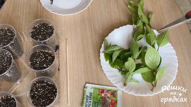 Размножение гортензии черенками смотреть онлайн