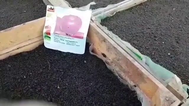 Посадка рассады 1-партия на продажу в самый неблагоприятный день, по луному календарю. Полнолуние. смотреть онлайн