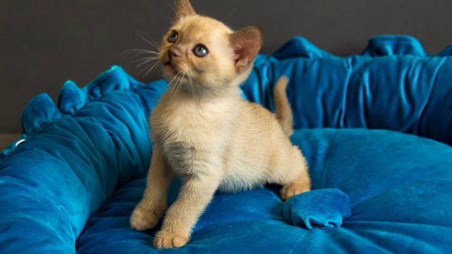 Шоколадные бурманские котята смотреть онлайн