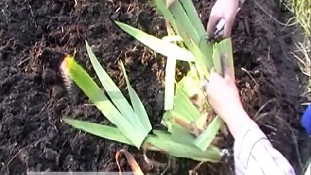 Германские ирисы: деление и пересадка смотреть онлайн