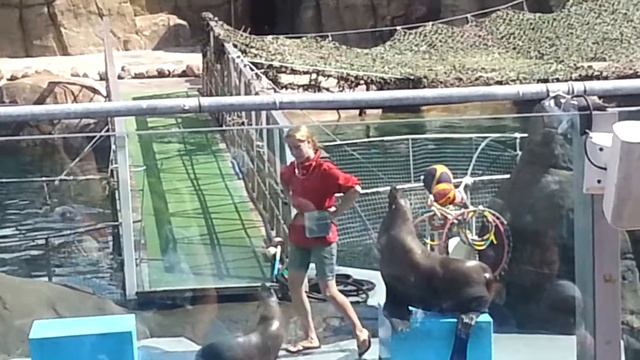 Дрессированные морские котики ч.1 смотреть онлайн