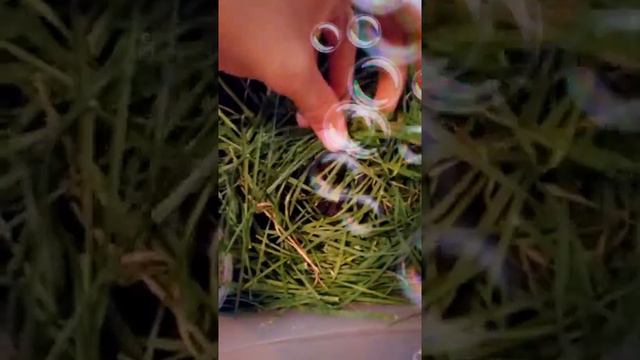 Наши домашние животные часть#1 смотреть онлайн