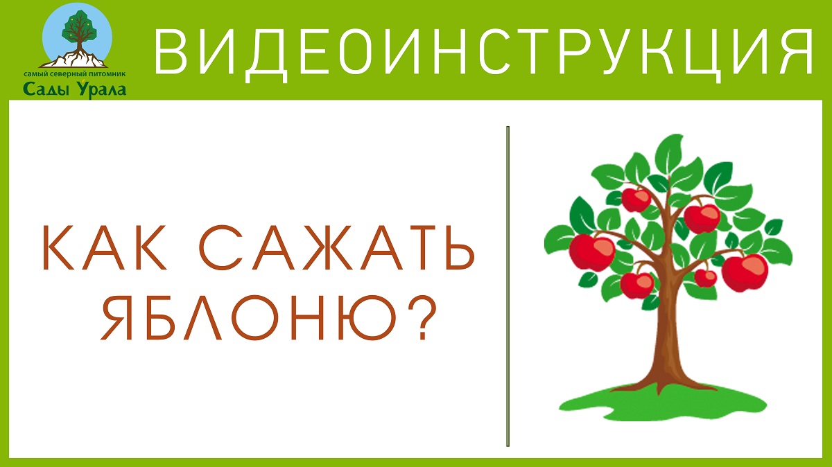 Сажаем яблоню с ребенком смотреть онлайн