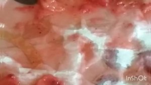 Замороженная клубника..выращиваю семена..