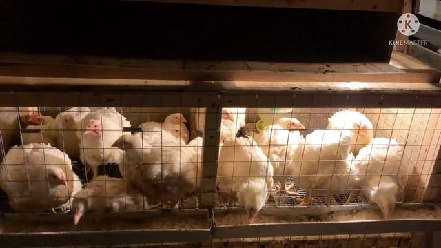 Новые приобретения и пополнения | Сколько же яиц Кобб500 помещается в инкубатор Блиц норма 72 смотреть онлайн