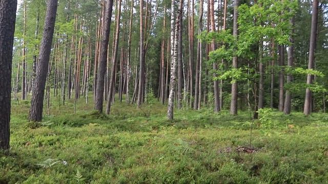 4 кг черники для себя. смотреть онлайн