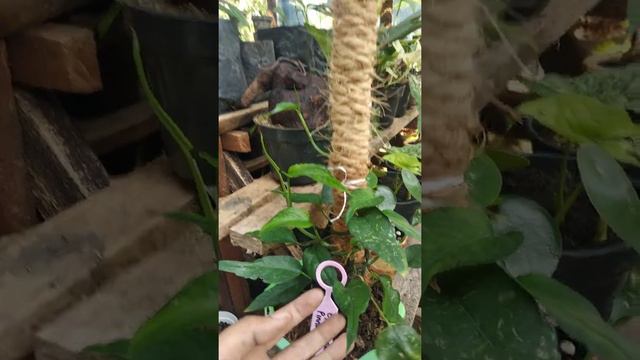 Epipremnum Pinnatum Skeleton Key