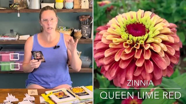 ZINNIAS: Tips, Tricks, & Seeds 🌸🌸🌸 || All About Zinnias || How To Grow Zinnias From Seed смотреть онлайн