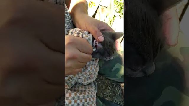 Как лечить от ушных клещей котов. смотреть онлайн