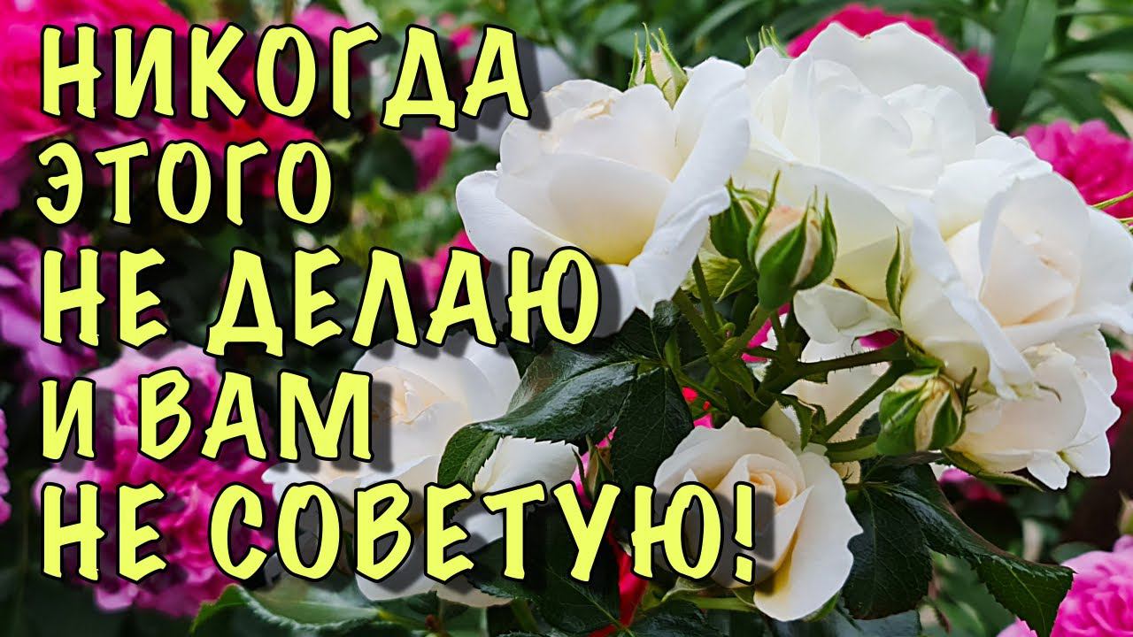 НЕ ДЕЛАЙТЕ ЭТОГО С РОЗАМИ ПЕРЕД УКРЫТИЕМ! Популярные ВОПРОСЫ, ОШИБКИ и ЗАБЛУЖДЕНИЯ! смотреть онлайн