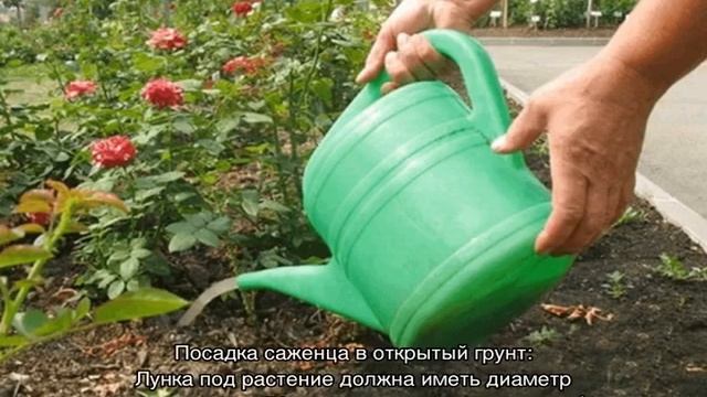 Роза Генри Келси (Henry Kelsey) — посадка и уход за культурой смотреть онлайн