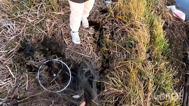 Очередная рыбалка кастинговой сеткой с большим кольцом. Что поймали-отпустили??? смотреть онлайн