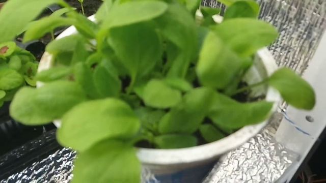 РУДБЕКИЯ РАССАДА