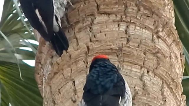 Acorn Woodpeckers (Melanerpes formicivorus) on palm tree смотреть онлайн