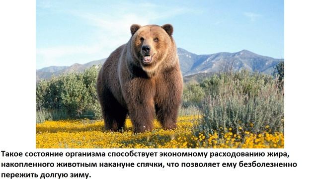 Почему медведи впадают в спячку? смотреть онлайн