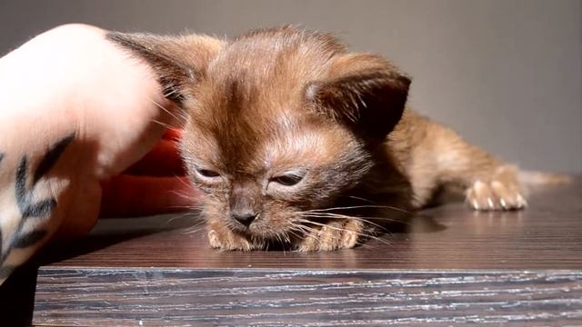 Бурма. Бурманские котята. Питомник бурманских кошек смотреть онлайн