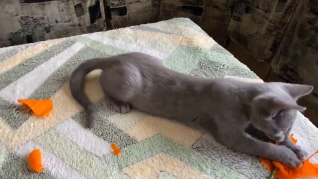 Как выглядит котёнок русской голубой породы: на видео изящная девочка 3 месяца смотреть онлайн
