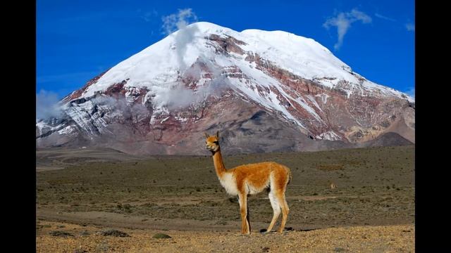 Верблюды Южной Америки смотреть онлайн
