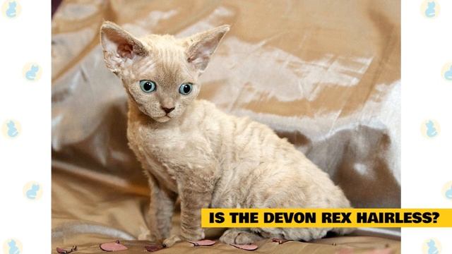 Devon Rex Cats 101 : Fun Facts & Myths смотреть онлайн