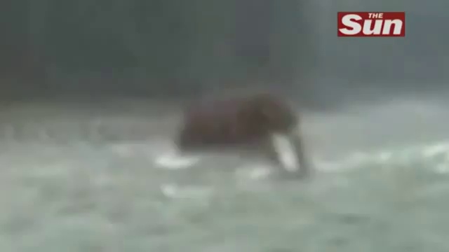 В Сибири засняли на видео мамонта смотреть онлайн