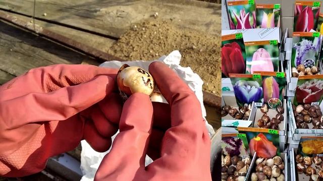 Замачиваем луковицы Тюльпанов перед посадкой смотреть онлайн