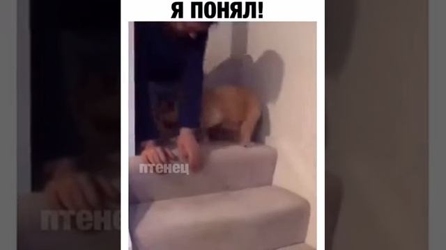 Научил щенка спускаться с лестницы❤️☺️ смотреть онлайн