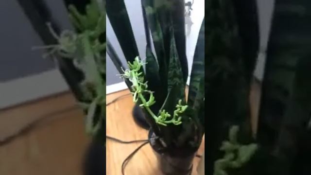 Flowering Snake Plant Flowering Sansevieria Black Coral