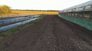 Бугры для клубники. Чат  о малообъёмке