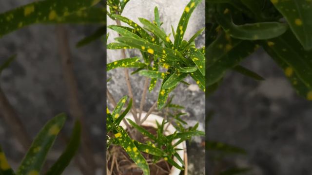 Saving my Croton from mealybugs смотреть онлайн