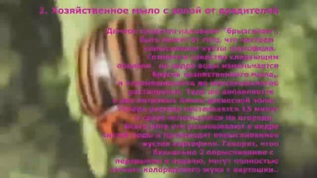Самые эффективные способы борьбы с колорадским жуком. Народные средства. смотреть онлайн