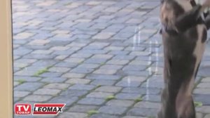 Антимоскитная чудо занавеска (москитная сетка шторы на магнитах от комаров) купить на leomax.ru