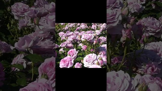 My Favorite Purple Rose! Violet's Pride #shorts #beautifulflowers #beautifulflowers #garden #rose смотреть онлайн