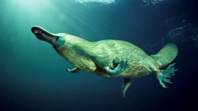 Утконосы - уникальные млекопитающие 