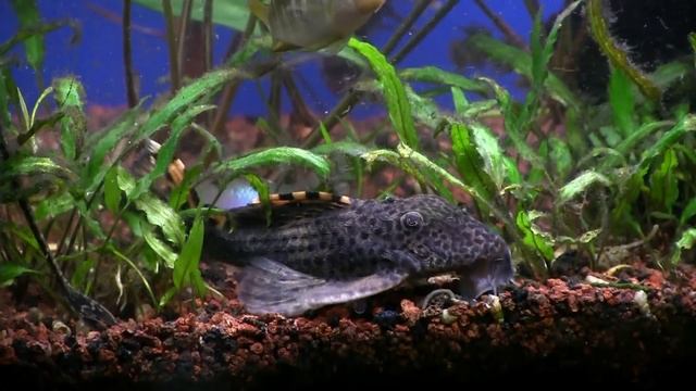 Rediscover some basic, beautiful fish. Fincasters Episode 128 смотреть онлайн