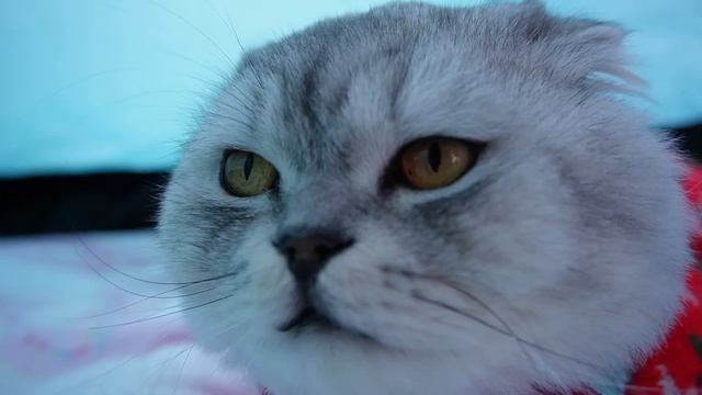 24 ЧАСА НА ЗАКОЛДОВАННОМ ОЗЕРЕ В ПАЛАТКЕ С КОТОМ И СОБАКОЙ смотреть онлайн