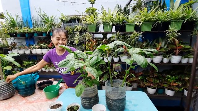 MAGTANIM TAYO NG GIANT SPINACH! (Giant Spinach Planting And Harvesting Tutorial) | Haydee's Garden