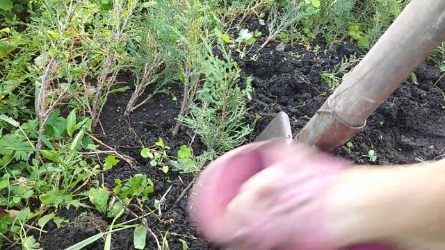 РЕЗУЛЬТАТЫ ЧЕРЕНКОВАНИЯ КАЗАЦКОГО МОЖЖЕВЕЛЬНИКА ? И МЕТЕЛЬЧАТАТЫХ ГОРТЕНЗИЙ ? смотреть онлайн