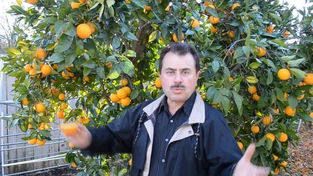 ✅АПЕЛЬСИНОВОЕ ДЕРЕВО. ПОЛЬЗА ОТ ОРАНЖЕВЫХ ПЛОДОВ. смотреть онлайн