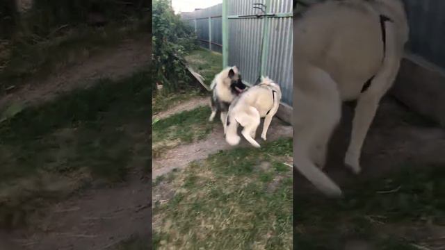 Кеесхонд против Хаски смотреть онлайн