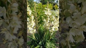 Юкка нитчатая Yucca filamentosa 6 лет