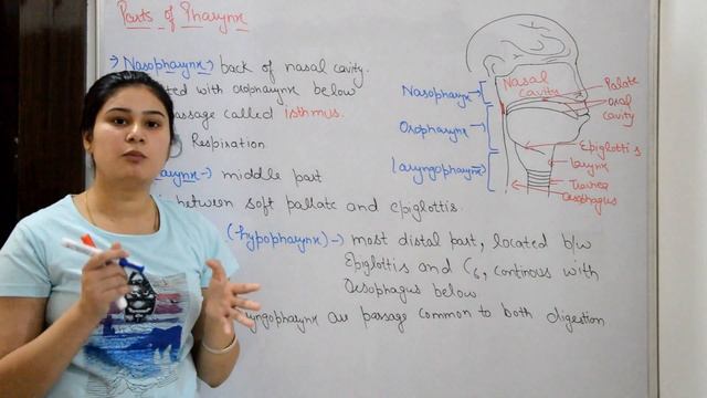 Pharynx anatomy & physiology in hindi || structure || functions || walls || parts смотреть онлайн