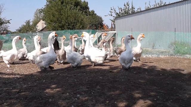 Холмогорские гуси 2019 смотреть онлайн