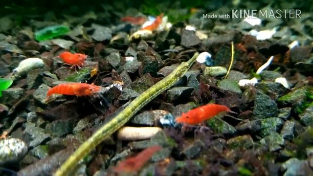 Рыба игла в аквариуме / Fish needle in the aquarium смотреть онлайн