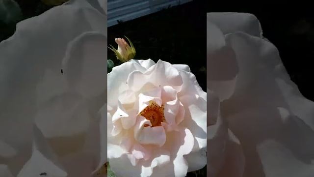 Роза Рококо смотреть онлайн