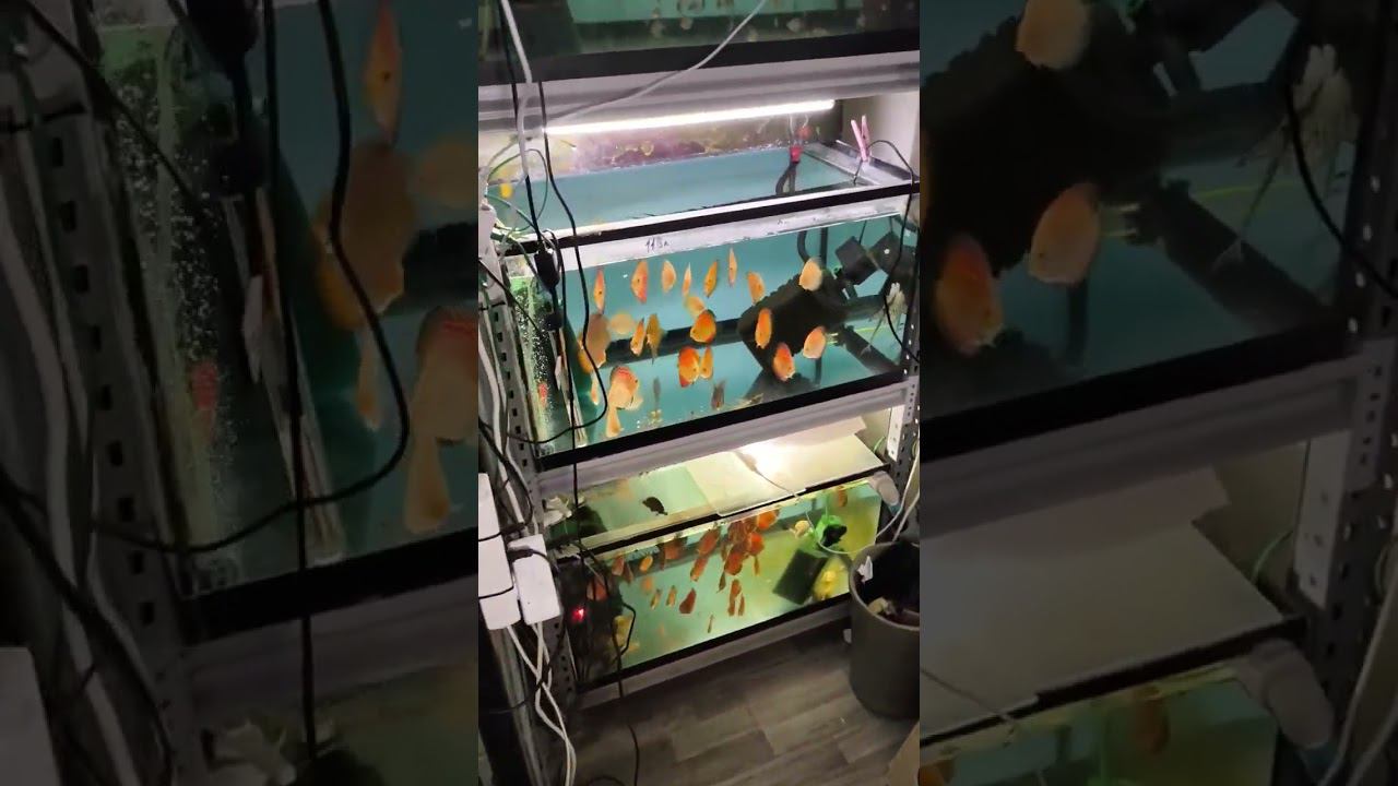 Наша разводня смотреть онлайн